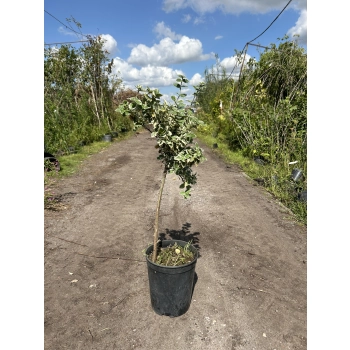 TRZMIELINA na pniu zielono-kremowa - sadzonki 50 / 70 cm